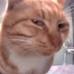 Foto del perfil de Amy D'amico