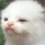 Foto del perfil de Fabio Fernando Vergara Ortiz