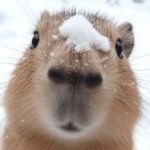 Foto del perfil de kd.hurtado@uniandes.edu.co