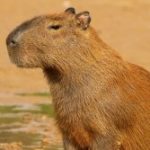 Foto del perfil de nd.camargo@uniandes.edu.co