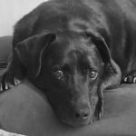 Foto del perfil de Laura