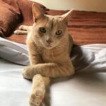 Foto del perfil de Marlene Sofia Villamil Murcia