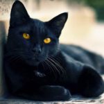 Foto del perfil de Diana Carolina Ortiz Robles