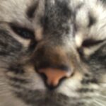 Foto del perfil de Marco Ramírez